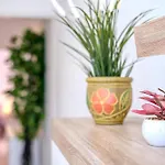 Dream Papagayo, * 普拉亚布兰卡